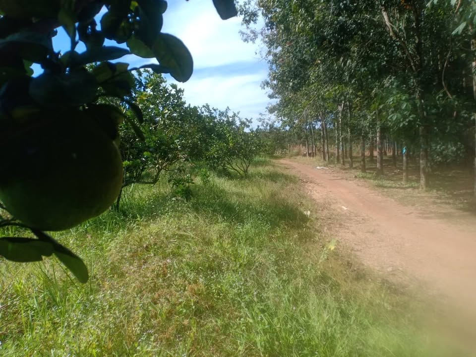 Đất 7 sào ấp Bù Xăng, Thuận Phú giá 1.65 tỷ - Tiềm năng sinh lời cao!