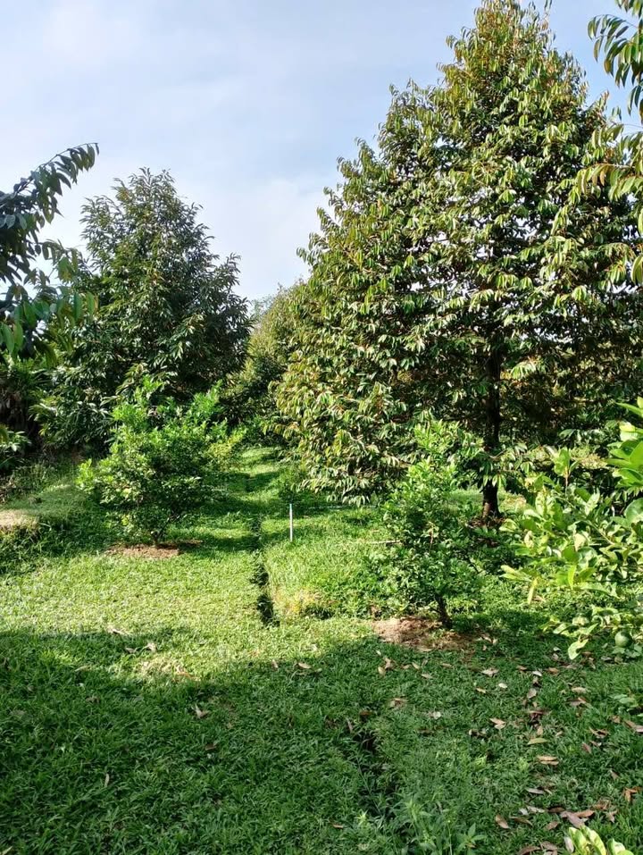 Cho thuê vườn 6000m² tại Xã Bình Hàng Tây, Đồng Tháp - Giá 550 triệu/năm