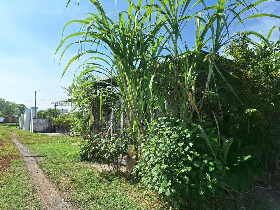 Nhà cấp 4 Hòa Khánh Nam 152m² giá 680 triệu - Vị trí thuận lợi gần đường lớn!