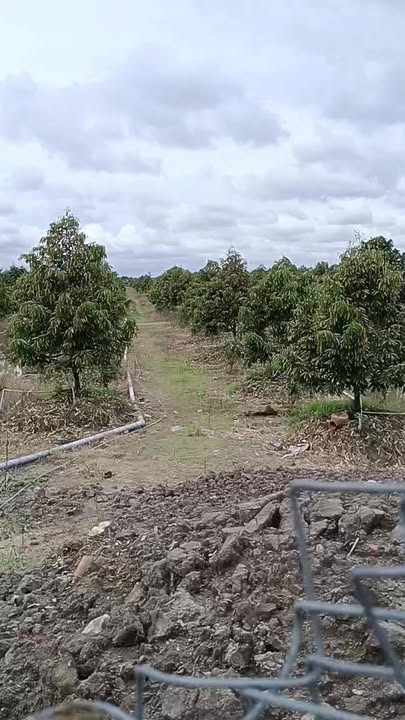 Đất nông nghiệp 90.000m² xã Thanh Mỹ Đồng Tháp giá 5 tỷ - Mặt tiền ô tô thuận lợi!