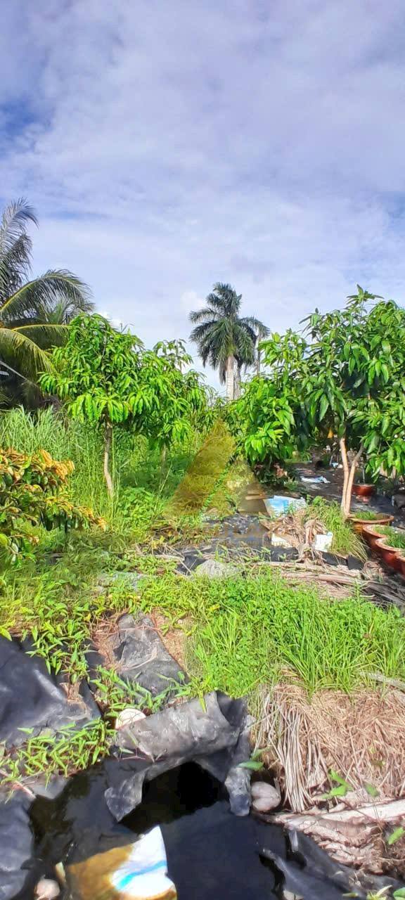 Đất QL1A Cái Nước 14.085m² - Tiềm năng phát triển vượt trội!