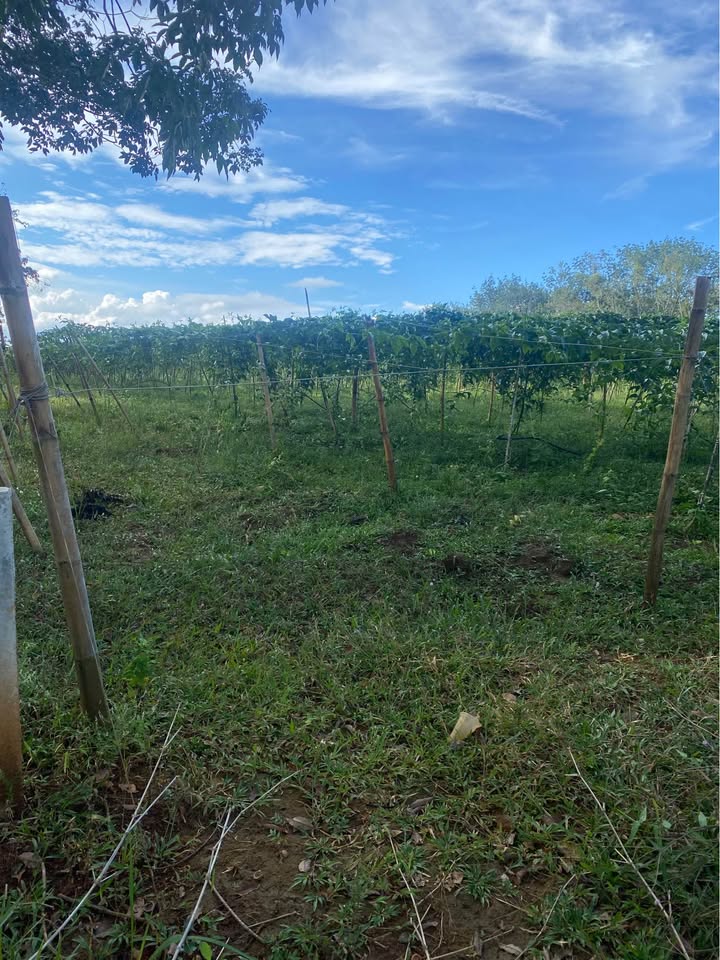 Đất đẹp 7,2 sào tại phường Nam Gia Nghĩa, Đắk Nông chỉ 2,6 tỷ - VIEW HỒ tuyệt đẹp!