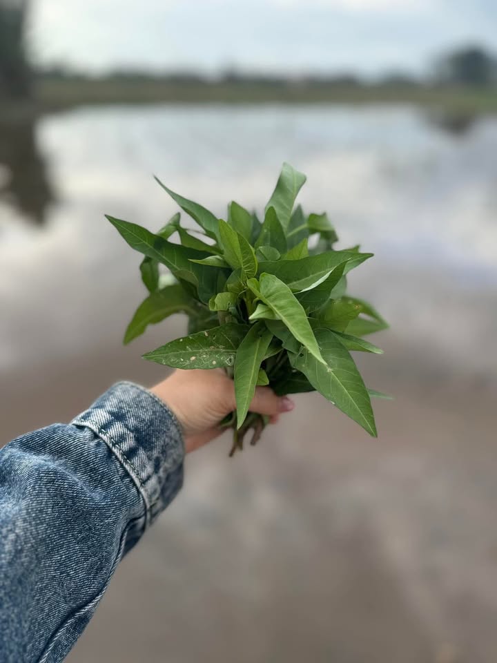 Bán đất nông nghiệp tại Ninh Xuân 7200m² - Giá chỉ 295 triệu!