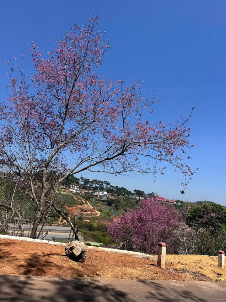 Đất thổ cư 600m², trung tâm Xuân Thọ, Đà Lạt, giá 7,5 tỷ - View thung lũng tuyệt đẹp!