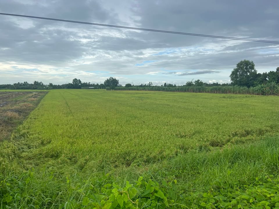 Đất lúa 5800m² tại Phước Thới, Ô Môn - Chỉ 2 tỷ, cơ hội đầu tư tuyệt vời!
