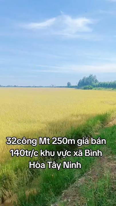Đất nền xã Bình Hòa Đông, Mộc Hóa 32 công giá 4.48 tỷ - Cơ hội đầu tư tuyệt vời!