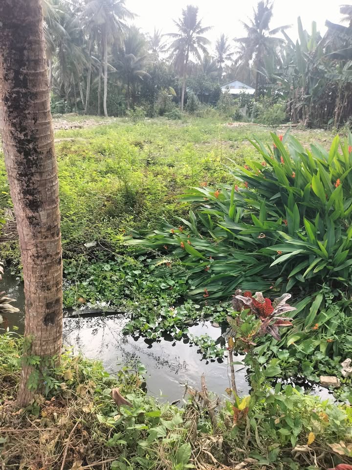 Đất nền xã Đông Hòa, Cái Bè 420m² giá 1.92 tỷ - Nền đẹp, thổ cư 150m²