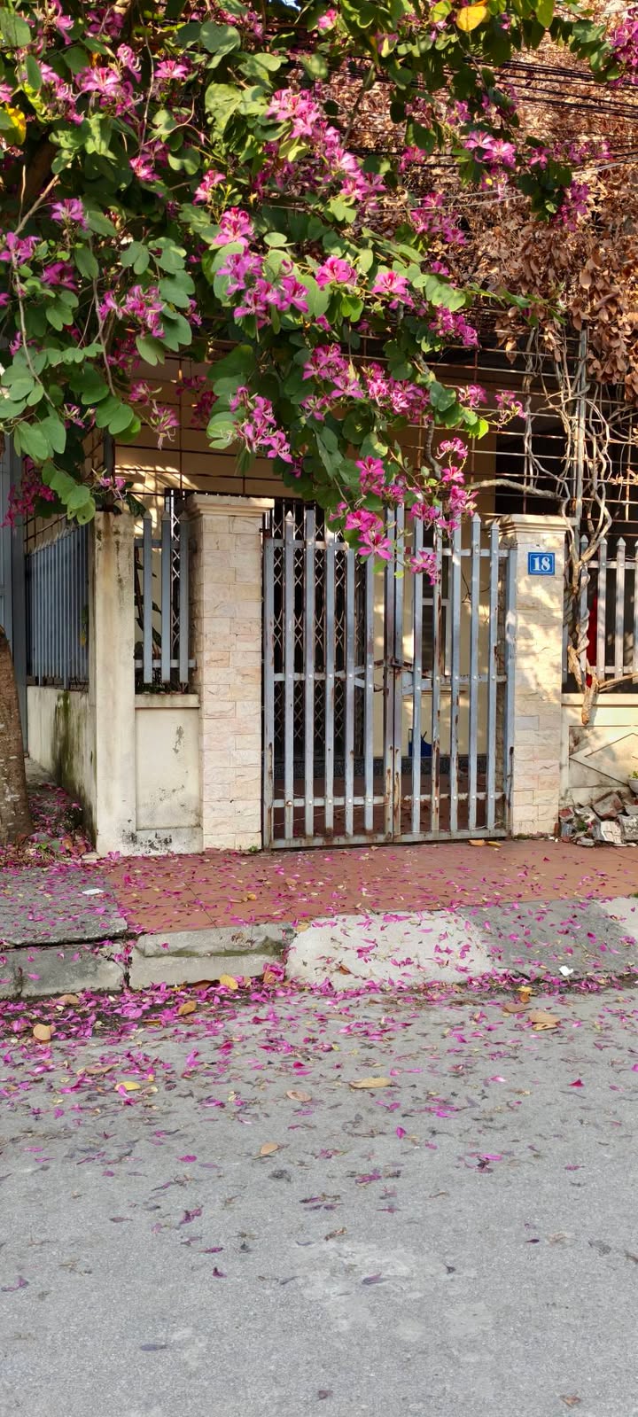 Đất nền Tổ 6 Thị Trấn An Dương 114m² giá 4.x tỷ - Đầu tư sinh lời ngay!