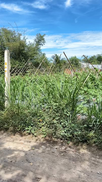 Đất nền Lộc Hưng Trảng Bàng 323m² giá thỏa thuận - Cơ hội đầu tư tuyệt vời!