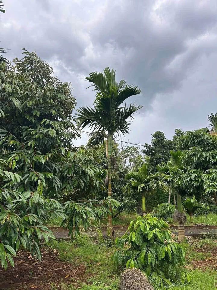 Đất nền tại Ea Kao, Buôn Ma Thuột 500m² chỉ 500 triệu - Đầu tư sinh lời tiềm năng!