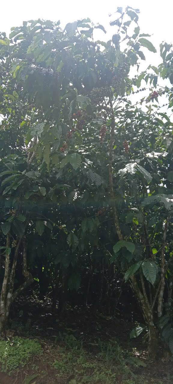 Đất nền hẻm Nguyễn Thái Bình, Lộc Phát 550m² giá 900 triệu - Cơ hội đầu tư hấp dẫn!