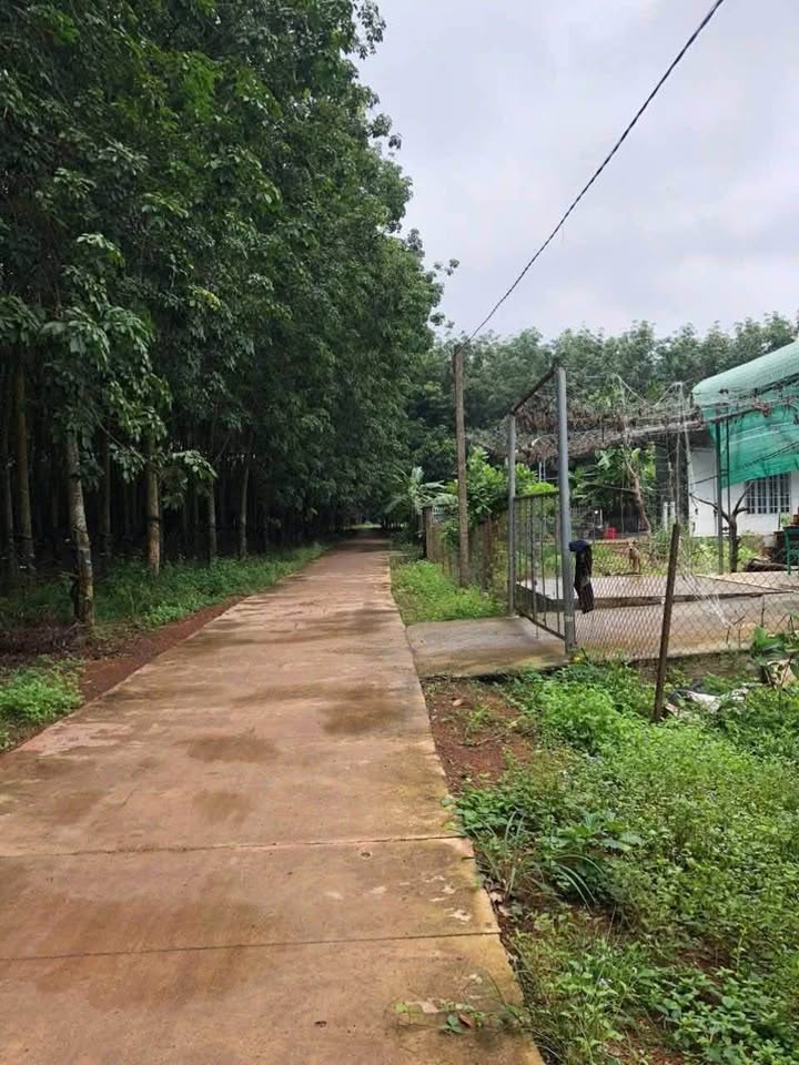 Đất nền Tân Lập - Đồng Phú 300m² giá 600 triệu - Cơ hội đầu tư hấp dẫn!