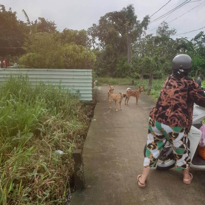 Đất vườn Tân An 265m² giá 540 triệu - Gần Trường Hà Long, dân cư đông đúc!