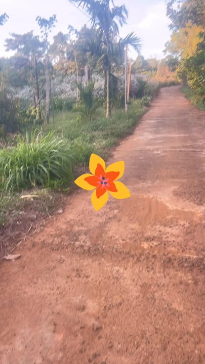 Đất nền thôn 5 xã Nhân Cơ 554m² giá 800 triệu - Sổ đỏ chính chủ