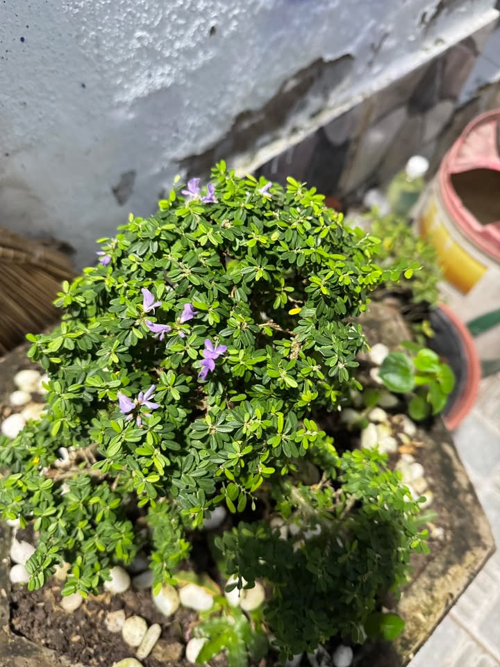 Đất mặt tiền An Thạnh - Hòa Phú 125m² giá chỉ 870 triệu - Đầu tư sinh lời ngay!