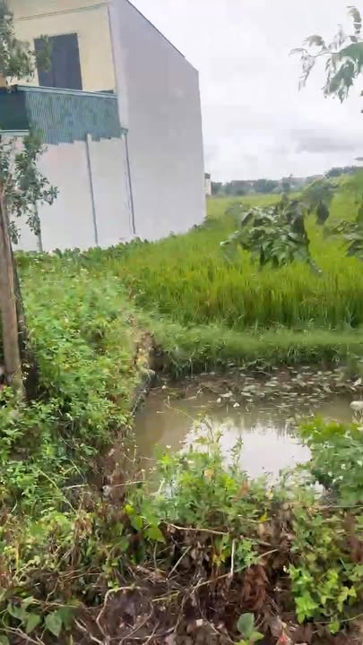 Đất giãn dân Trạm Lộ 90m² giá chỉ 1xx triệu - Sổ đỏ chính chủ ngay mặt đường