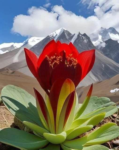 Đất nền đẹp Bình Khánh, Chợ Mới, An Giang 52.5m² - Giá thỏa thuận hấp dẫn!