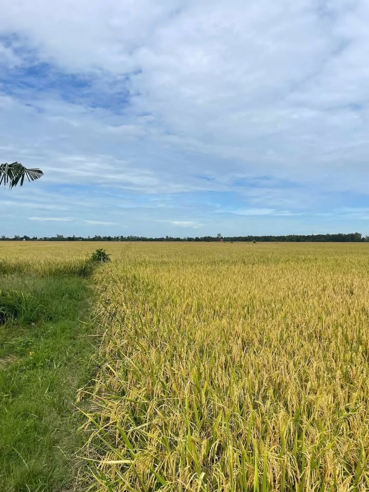 Đất mặt tiền 6.600m² tại Xã Bình Thành, Thanh Bình – Giá chỉ 1.254 tỷ, cơ hội đầu tư tuyệt vời!