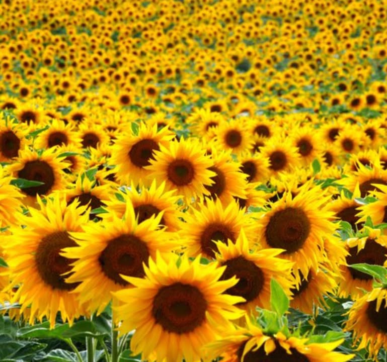 Farm 4000m² Tân Hội Trung giá chỉ 310 triệu - Sổ hồng chính chủ!