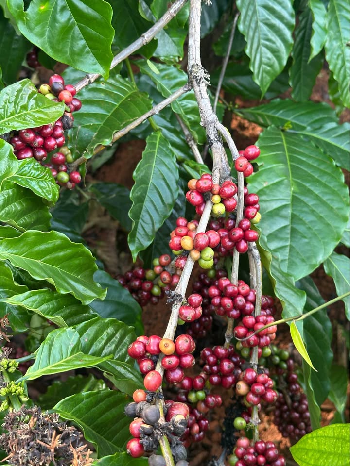 Đất Farm thôn 8, xã Ea Khal 1.4ha giá 1.7 tỷ - Cơ hội đầu tư hấp dẫn!