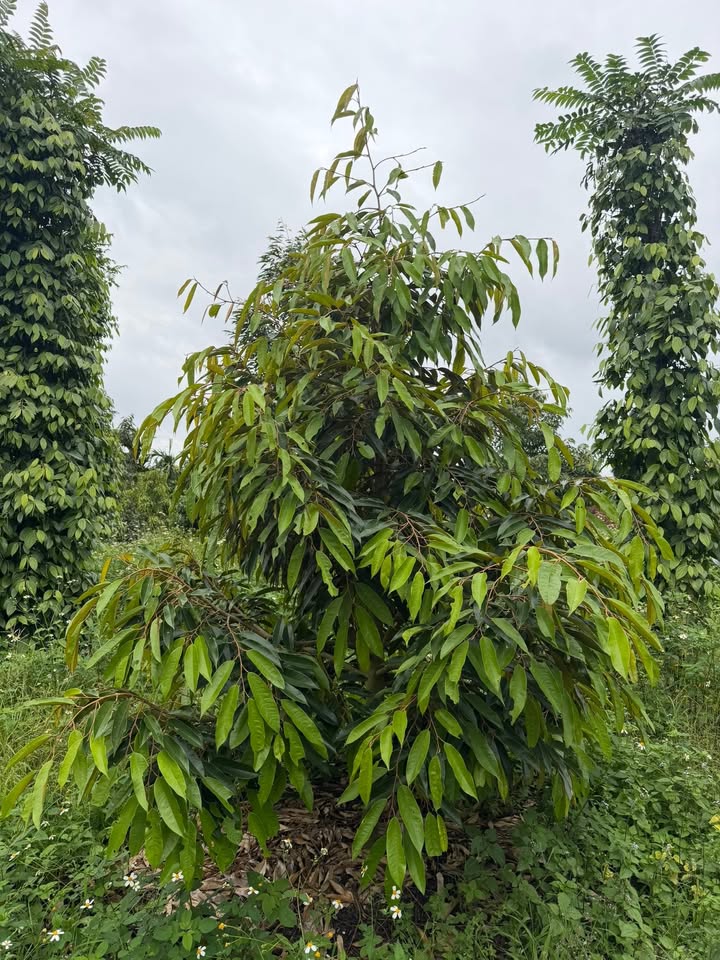 Đất nông nghiệp Ea Kar, Đắk Lắk 2340m² giá 2,5 tỷ - Cơ hội đầu tư hấp dẫn!