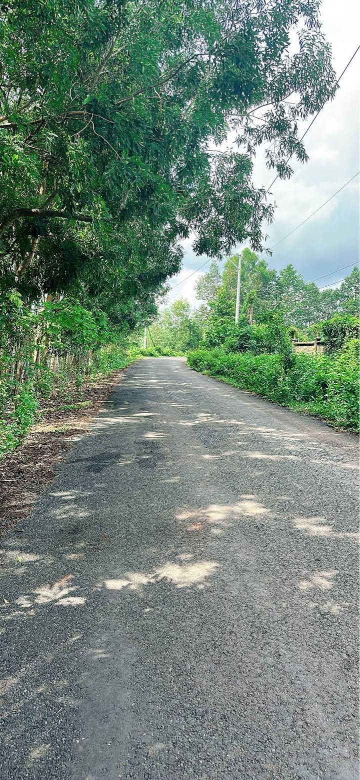 Đất cao su Lộc Hòa Lộc Ninh 14ha giá 18 tỷ - Đầu tư lý tưởng!