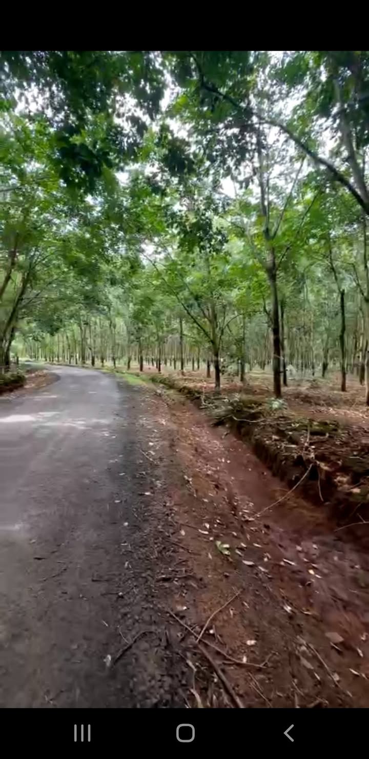 Farm 14ha tại Lộc Hòa, Lộc Ninh, Bình Phước - Đất đỏ bằng phẳng, giá chỉ 1.8 tỷ!