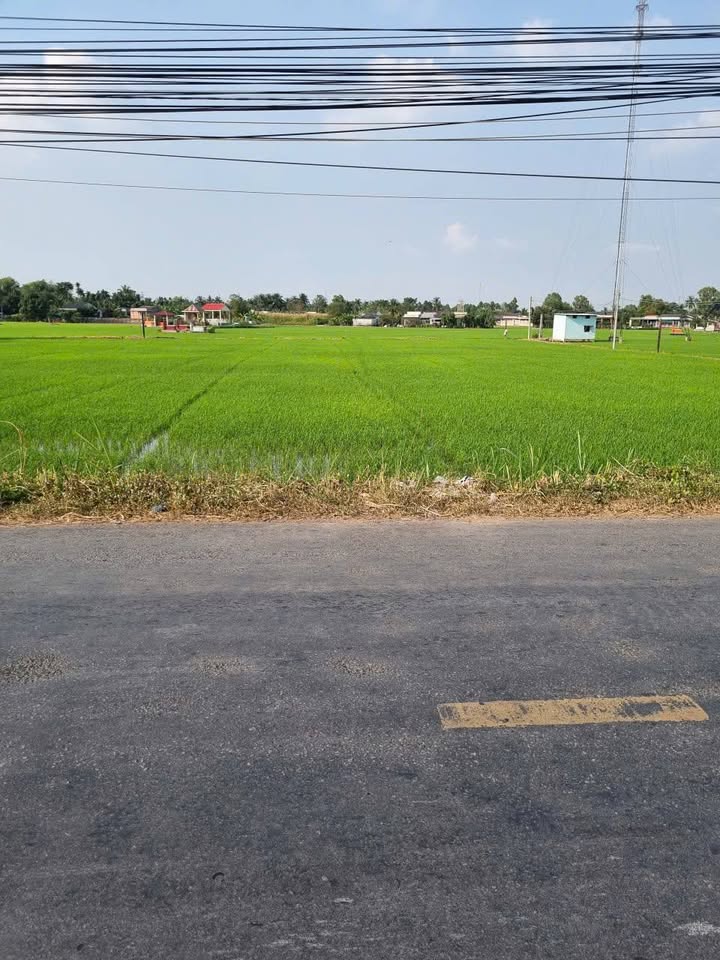 Đất cây lâu năm Tỉnh lộ 833 Nhơn Thạnh Trung 1800m² giá 6.3 tỷ - Cơ hội đầu tư tuyệt vời!