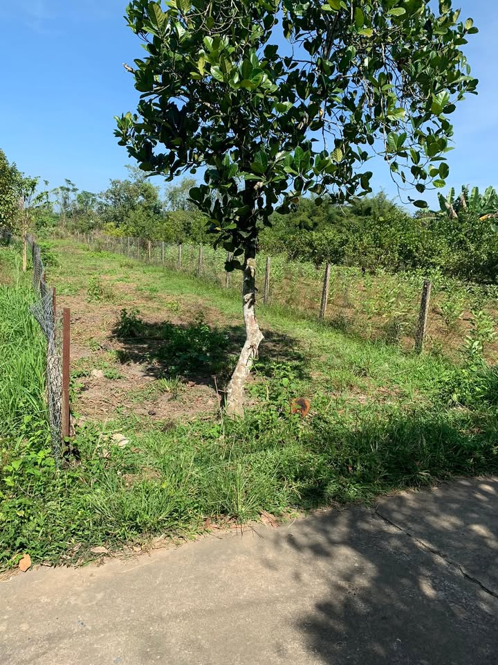 Đất thổ cư Phú Thanh Tân Phú 552m² giá 590 triệu - Sổ hồng riêng, công chứng nhanh gọn!