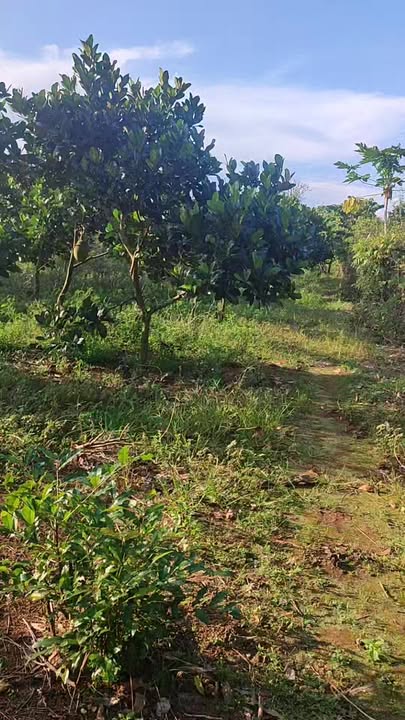 Đất nền 4,6 sào tại Phú Lập, Tân Phú chỉ 1,5 tỷ - Sổ đỏ chính chủ!