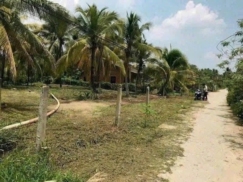 Đất vườn dừa 2000m² tại xã Thành An, Bến Tre - Giá 1.8 tỷ thương lượng