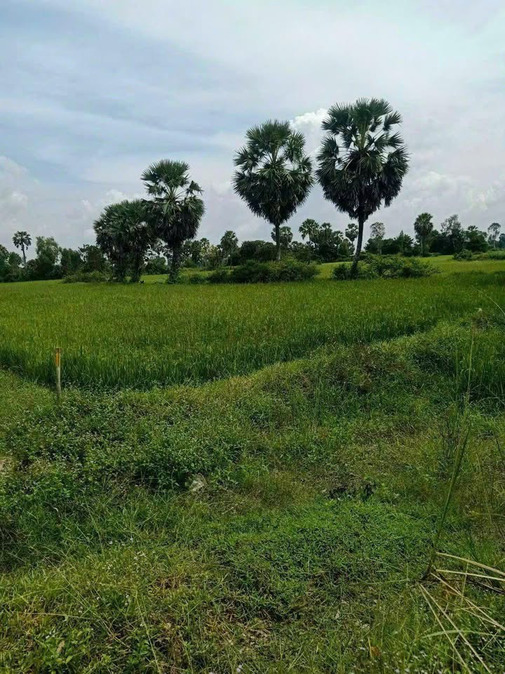 Đất ruộng 70 công tại xã Văn Giáo, Tịnh Biên - Giá chỉ 9.1 tỷ thương lượng!