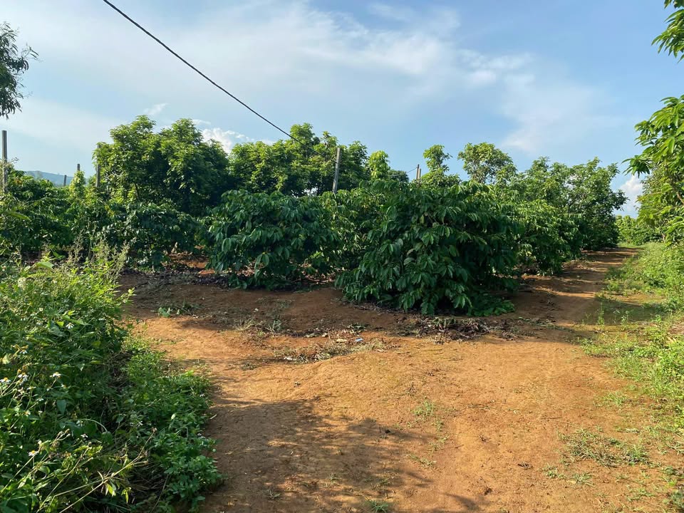 Đất nền tại Thị Trấn Ia Kha, Ia Grai, Gia Lai 4300m² - Giá chỉ 850 triệu!