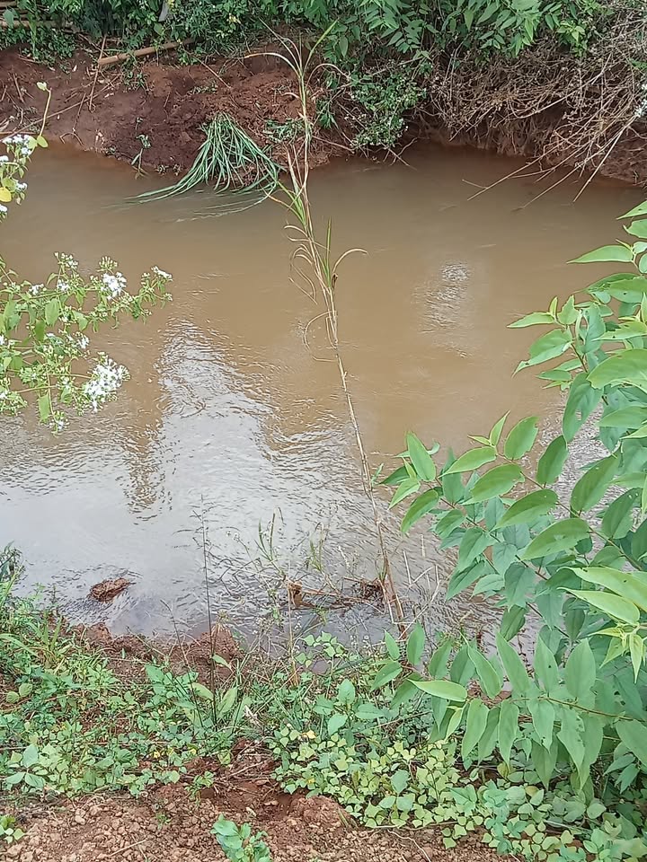 Farm 1,3ha tại Đồi 97, Ia Péch - Giá 1,95 tỷ, thương lượng tốt!