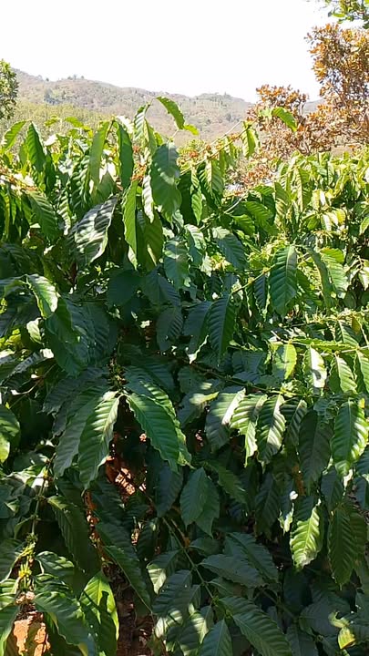 Farm 16,000m² tại xã Ia Kla, giá 620 triệu - Đất đỏ Ba Zan màu mỡ