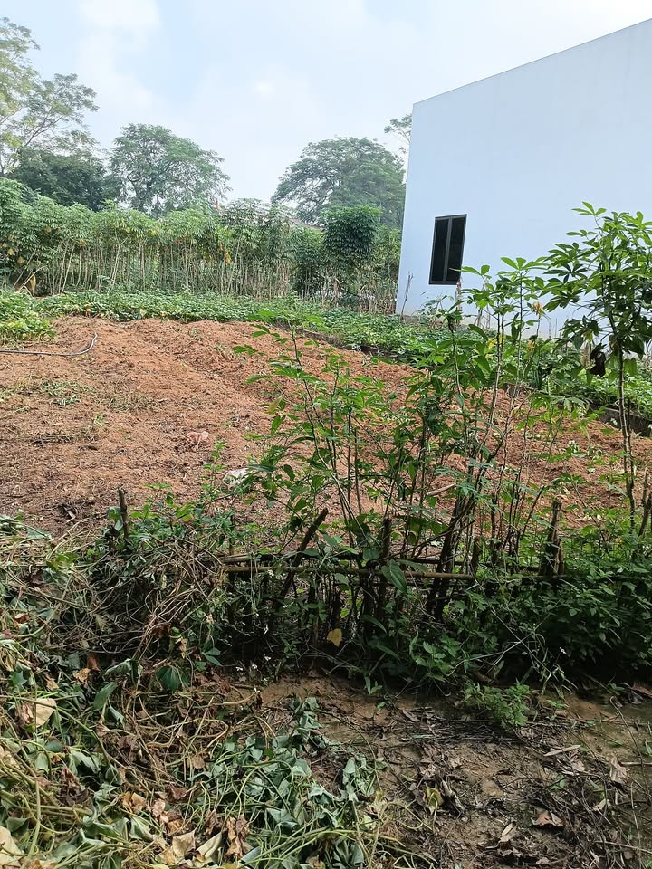 Đất thổ cư Thanh Đình, Việt Trì 104m² giá 800 triệu - Đầu tư sinh lời tuyệt vời!