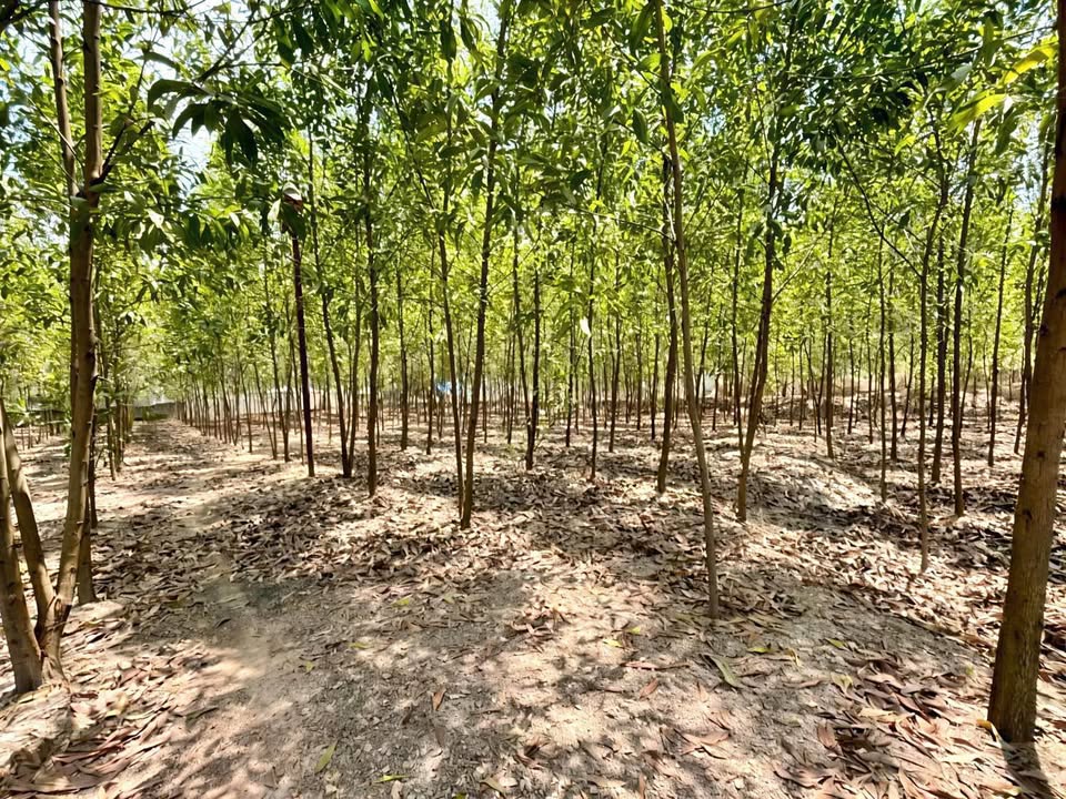 Đất Mặt Tiền Vành Đai 4, Bình Minh, Trảng Bom 31.000m² - Giá chỉ 800k/m²!