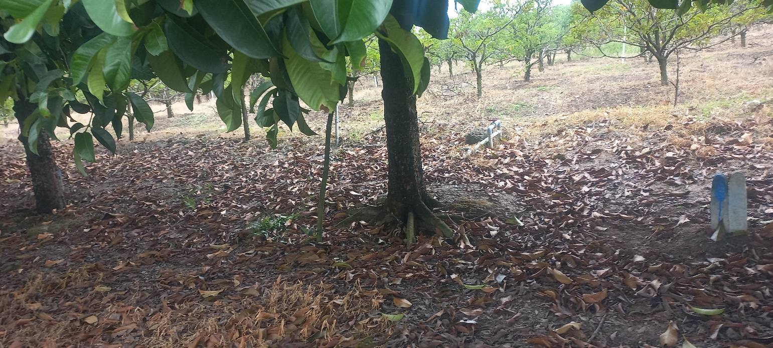 Đất vườn trái cây 510m² tại Ninh Phú, Tây Ninh - Giá chỉ 350 triệu!