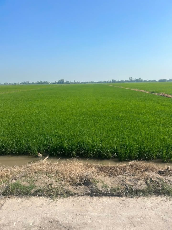 Đất ruộng 57.470m² tại Mong Thọ B, Châu Thành - Giá 7.654 triệu, đầu tư sinh lời!