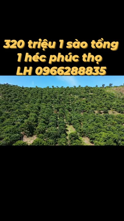 Đất nền Phúc Thọ Lâm Hà 10000m² giá 320 triệu - Cơ hội đầu tư vàng!