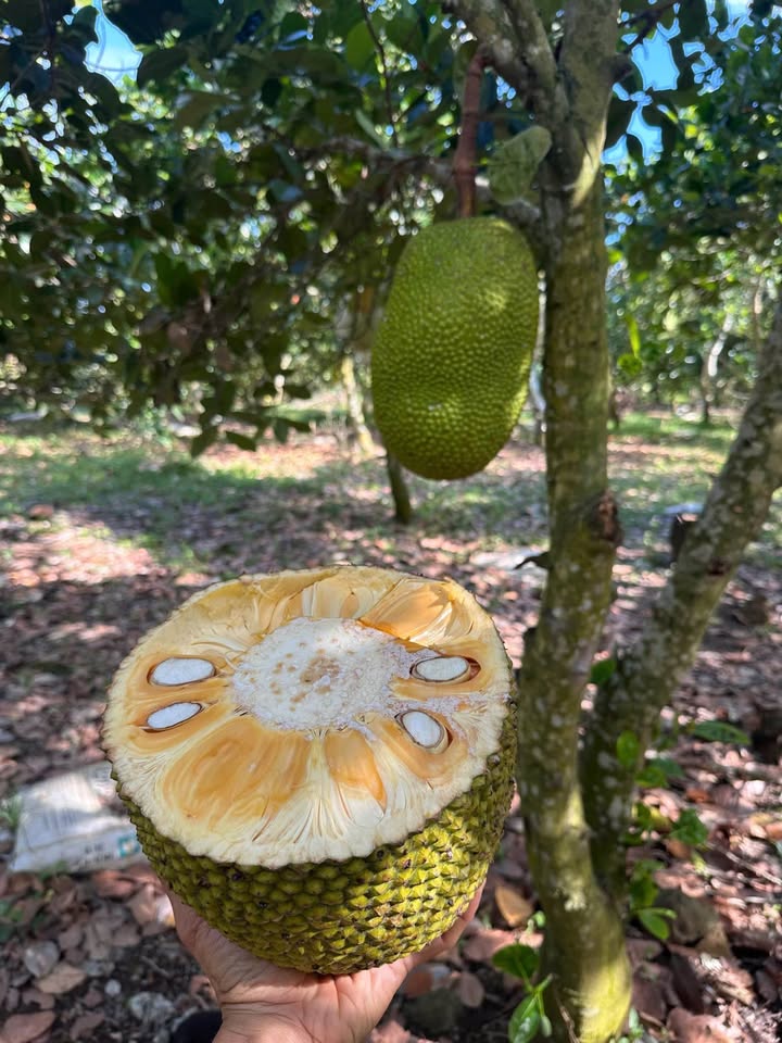 Đất vườn Long Tân Long Điền 1000m² giá chỉ 1.15 tỷ - Cơ hội đầu tư tuyệt vời!