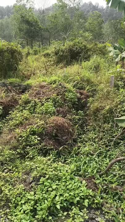 Đất nền Nam Nghĩa 268m² giá thỏa thuận - Cơ hội đầu tư hấp dẫn!