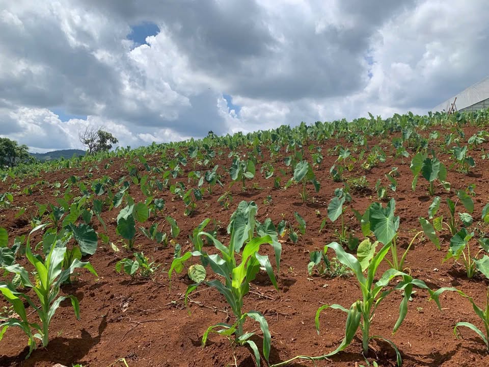 Đất nền Tà Nung 2270m² giá 6 tỷ - Đường ô tô vào tận nơi!