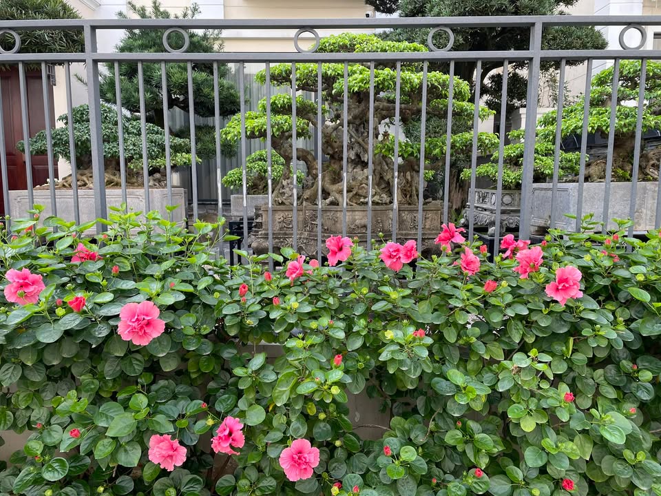 Đất nền Trần Cung, Bắc Từ Liêm, 85m² giá 18.5 tỷ - Sổ đỏ chính chủ, vuông vức!