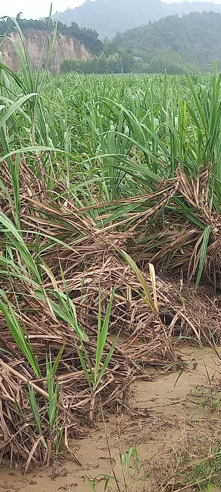 Đất nông nghiệp 4.7ha tại Sơn Nguyên, Sơn Hòa - Giá thỏa thuận hấp dẫn!