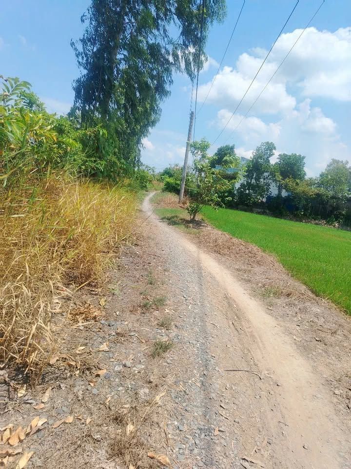 Đất lúa Phước Trung Gò Công Đông 412m² giá chỉ 200 triệu - Cơ hội đầu tư tuyệt vời!