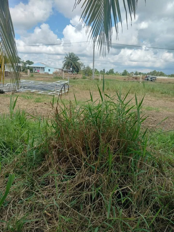 Đất nền Đồng Thạnh, Gò Công Tây 148m² giá 290 triệu - Cơ hội đầu tư tuyệt vời!