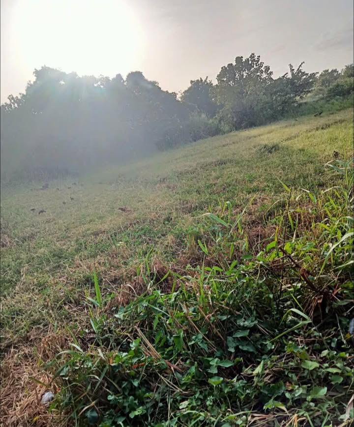 Đất thổ cư 680m² tại xã Thạnh Trị, Bình Đại chỉ 425 triệu - Cơ hội đầu tư tuyệt vời!