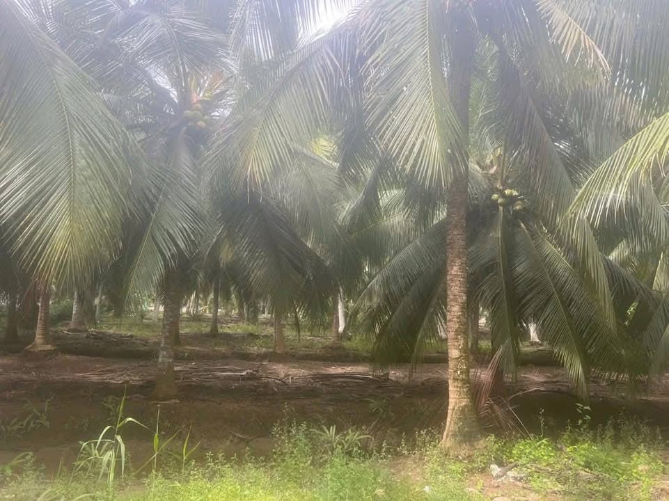 Đất mặt tiền đường nhựa ĐH 07, Lộc Thuận, 945m² giá 1,8 tỷ - Cơ hội đầu tư hấp dẫn!