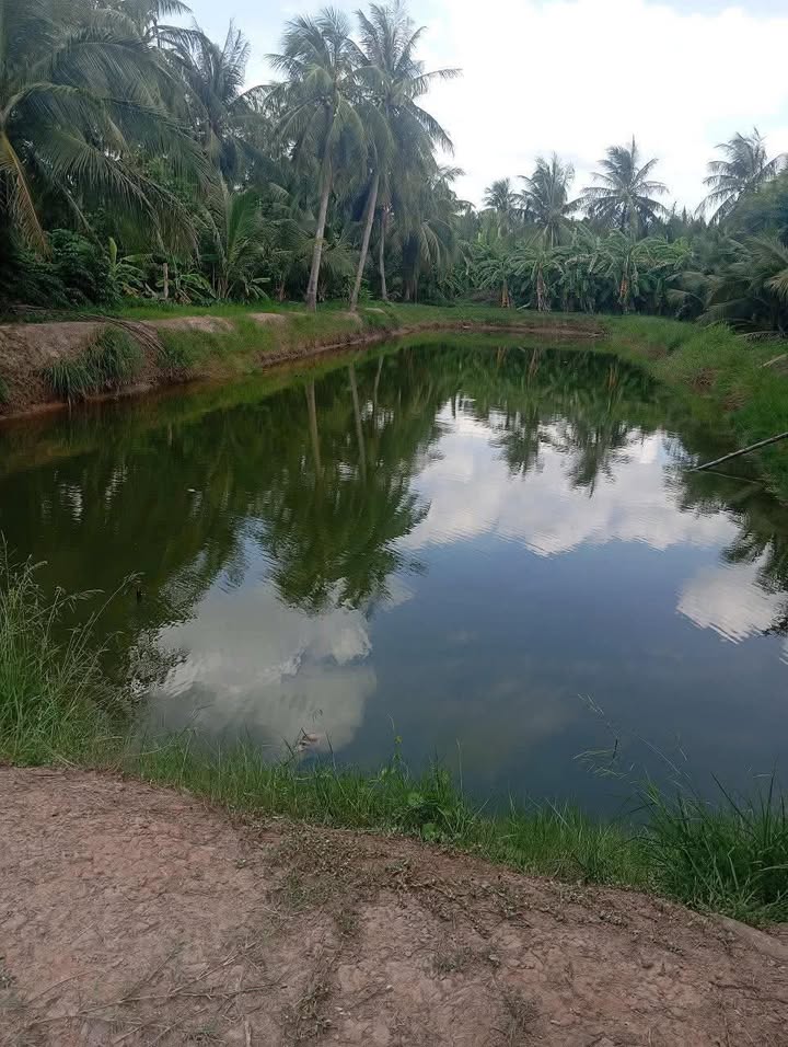 Đất Farm 6,3 công tại Định Trung, Bình Đại, Bến Tre - Giá 1 tỷ, đầu tư sinh lời!